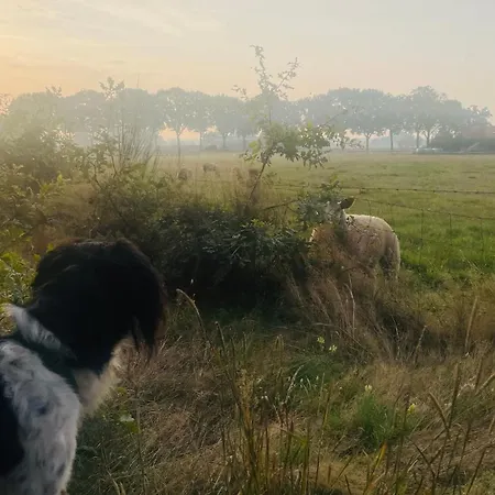 Holiday home De Boskeet A Rustic Forest Cottage, Private Forest Garden And Dogs Welcome