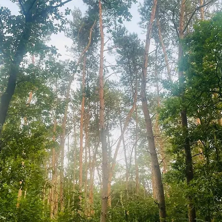 De Boskeet A Rustic Forest Cottage, Private Forest Garden And Dogs Welcome * Meijel