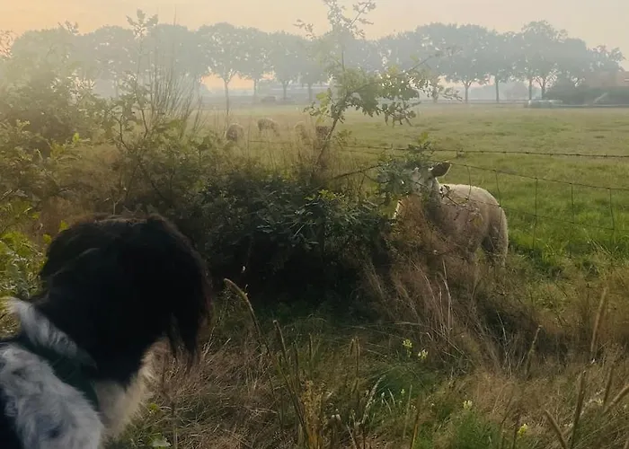 Hébergement de vacances De Boskeet A Rustic Forest Cottage, Private Forest Garden And Dogs Welcome