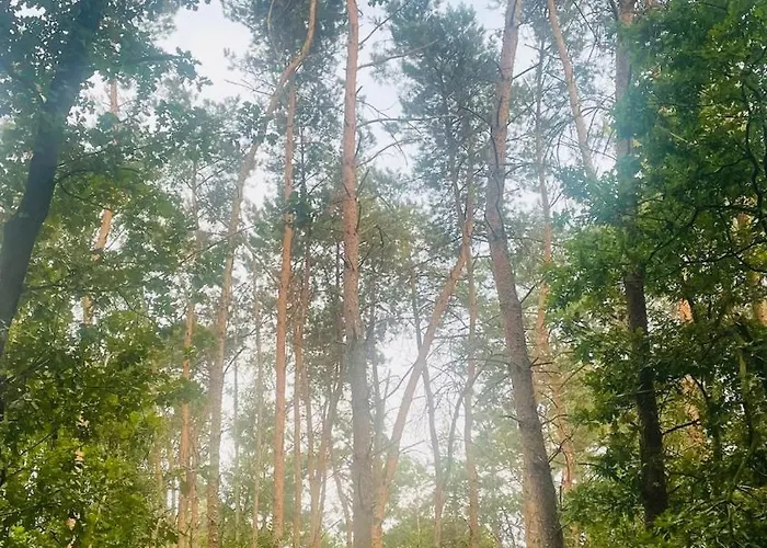 De Boskeet A Rustic Forest Cottage, Private Forest Garden And Dogs Welcome * Meijel