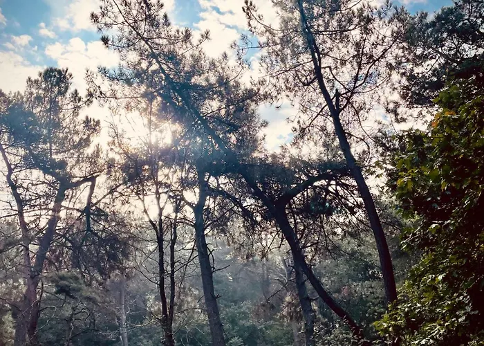 De Boskeet A Rustic Forest Cottage, Private Forest Garden And Dogs Welcome Hébergement de vacances