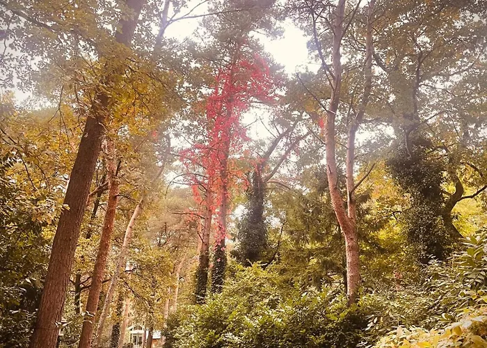 Holiday home De Boskeet A Rustic Forest Cottage, Private Forest Garden And Dogs Welcome Meijel